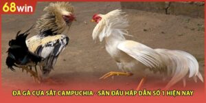 Đá Gà Cựa Sắt Campuchia - Sàn Đấu Hấp Dẫn Số 1 Hiện Nay